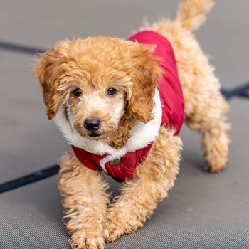 Bella, a Goldendoodle