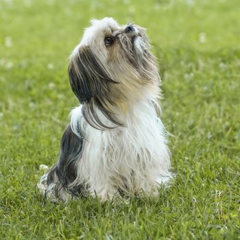 Milo, a Shih Tzu